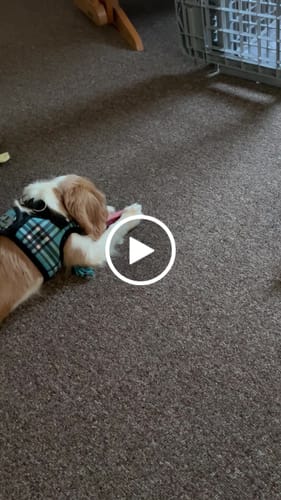 Customer video review of Strawberry Yak Chews