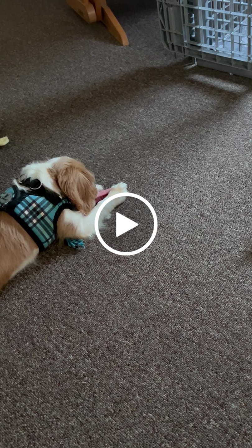 Customer video review of Strawberry Yak Chews