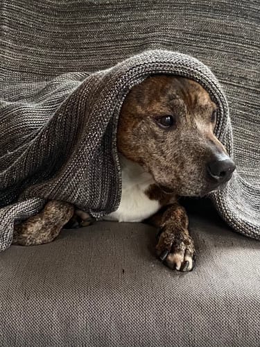 Customer photo review of Natural Instinct Senior