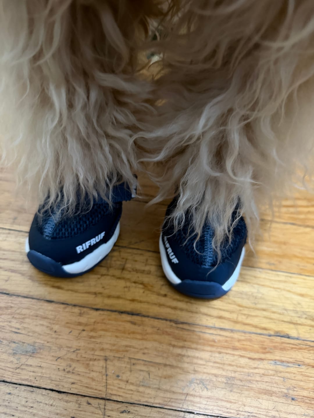 Customer photo review of Caesar 2