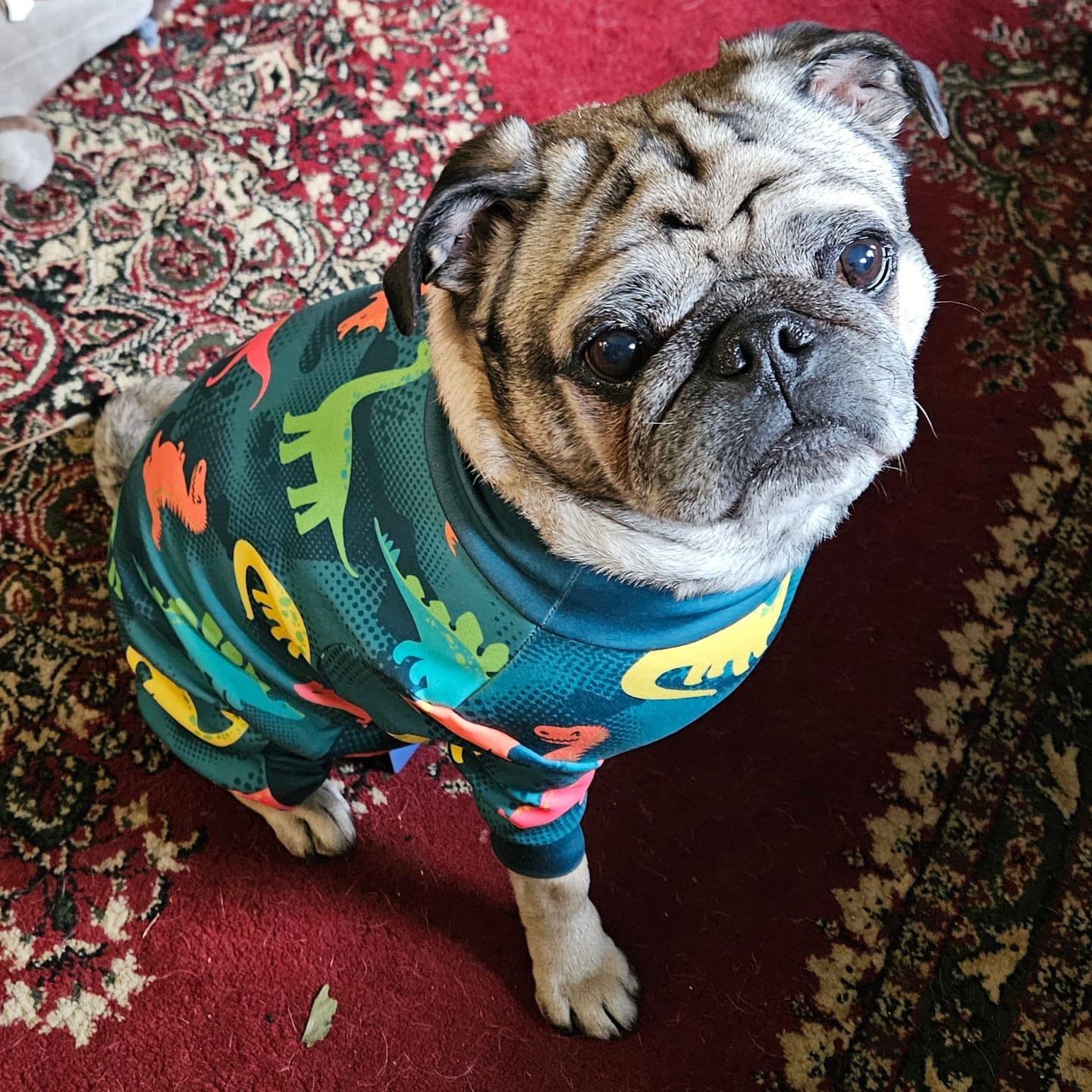 Customer photo review of Dog Pajama - Dinosaurs