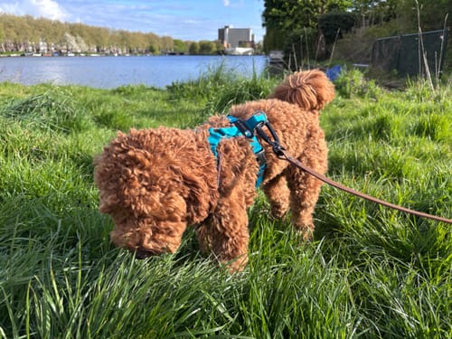 Customer photo review of Anny X FUN harness - Petrol/Brown