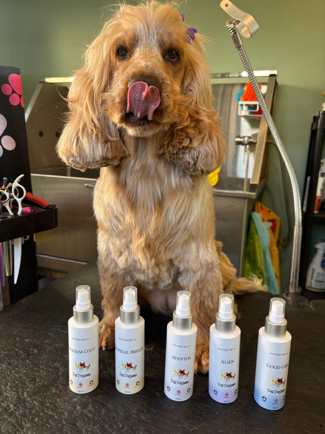 Customer photo review of Tropical Breeze Pet Perfume