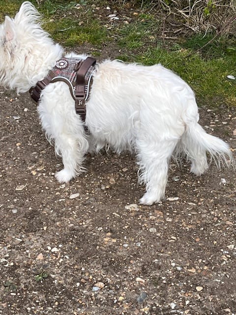 Customer photo review of Dog Lead 5ft - Colour Drops - Heritage Plaid