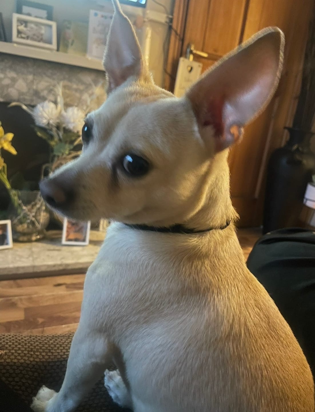 Customer photo review of Anti Bark Training Collar