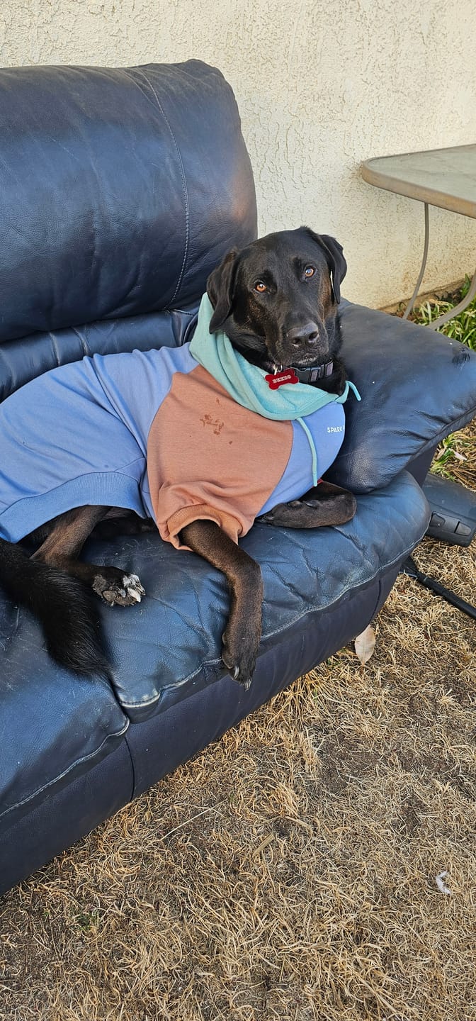 Customer photo review of Alpine Dog Hoodie