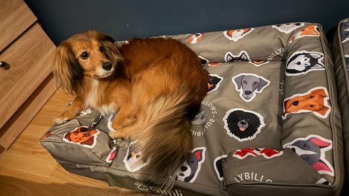 Customer photo review of Luxury Dog Bed - Sage Edition | Add your dogs name