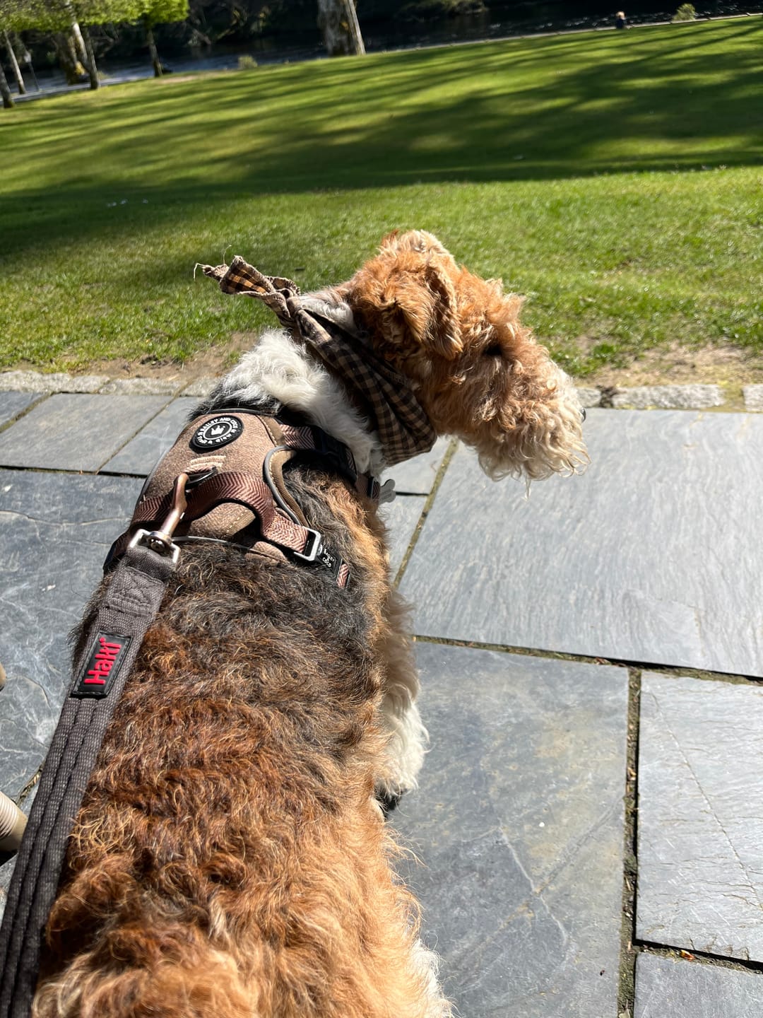 Customer photo review of Trail & Glow Tweed Dog Harness - Oxford Tweed