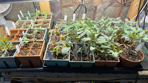 Customer photo review of Seedling Mix v4.0