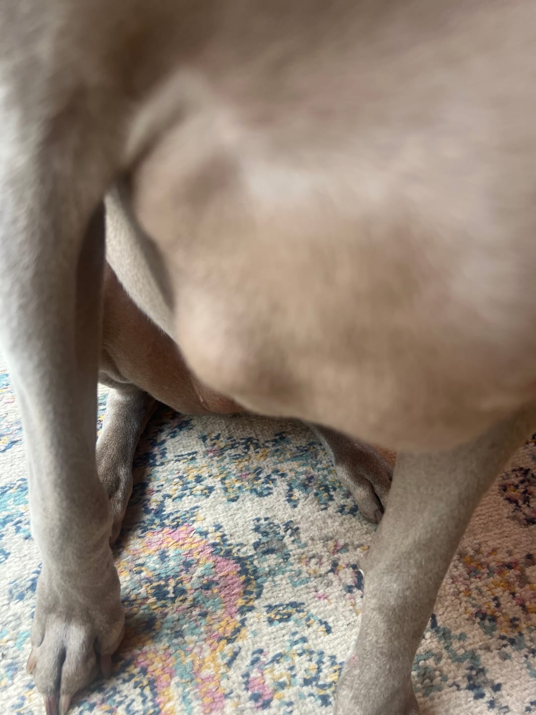 Customer photo review of Buddy Guard + Hearty Bites