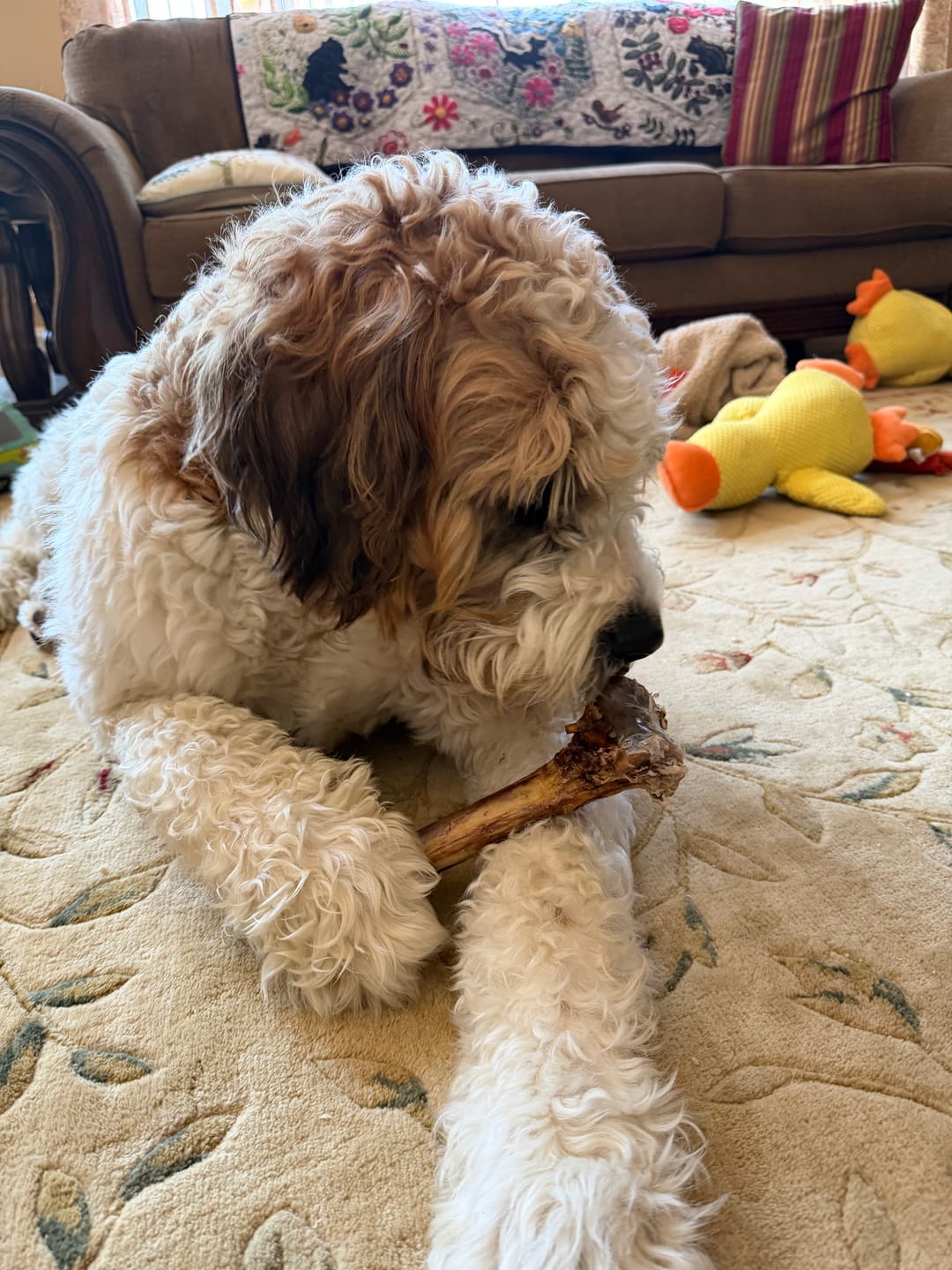 Customer photo review of Power Chewer Trial Pack – Built for the Toughest Chewers!
