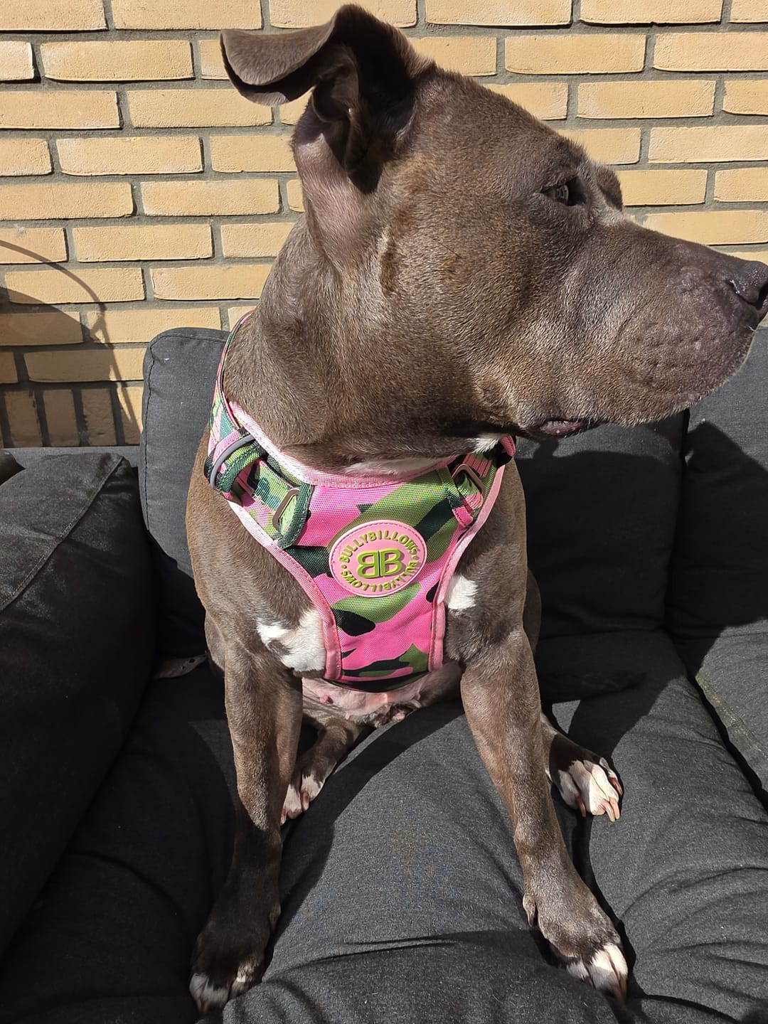 Customer photo review of Comfort Premium Harness | Non Restrictive - Pink Camouflage