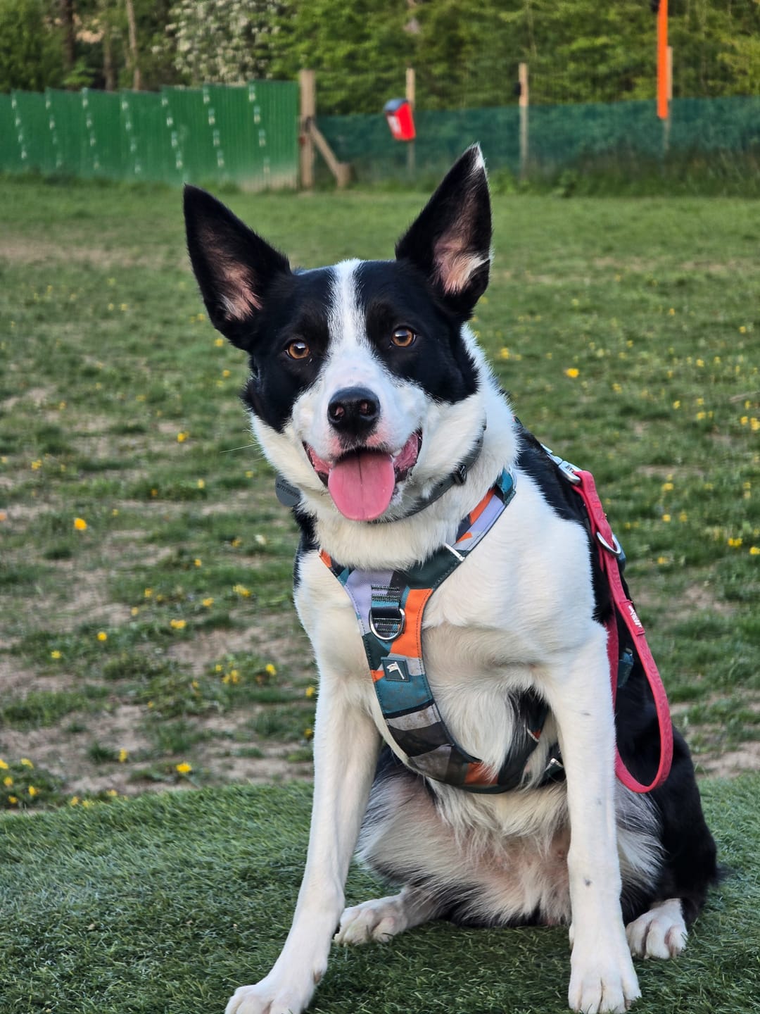 Customer photo review of Scramble Harness