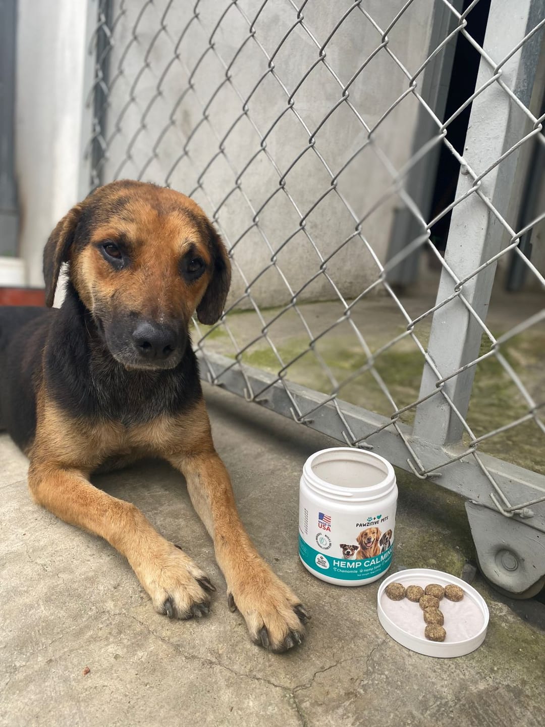 Customer photo review of Hemp Calming Chews for Dogs – 120 Soft Chews