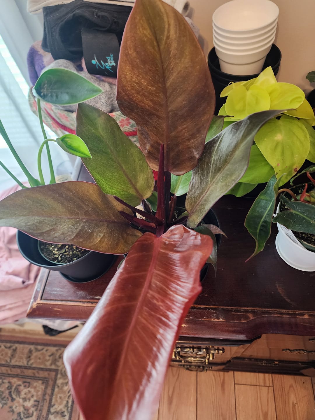 Customer photo review of Philodendron 'McColley's Finale'