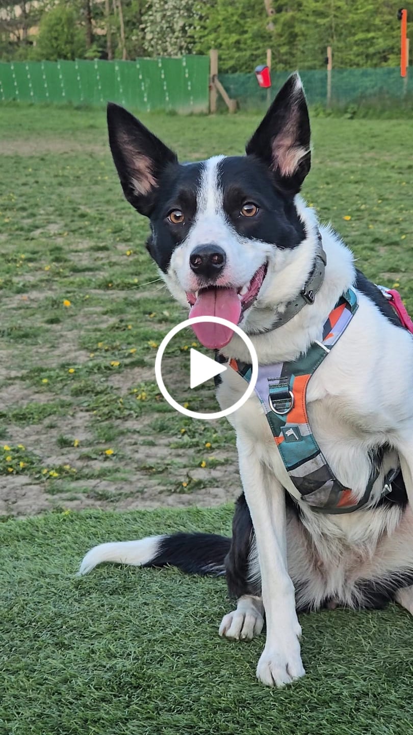Customer video review of Scramble Harness