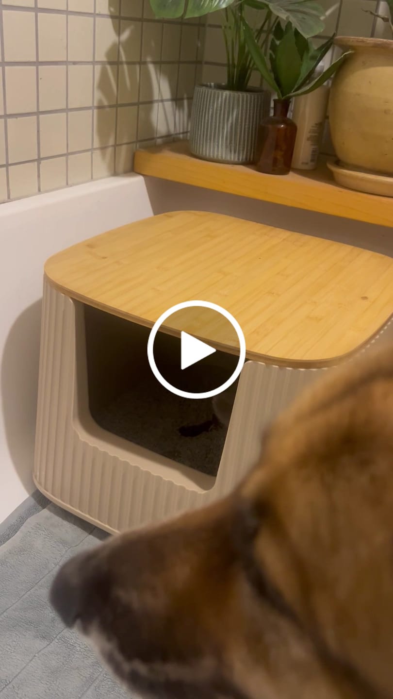 Customer video review of Michu XXL BoBa Deluxe Cat Litter Box - Spacious Design
