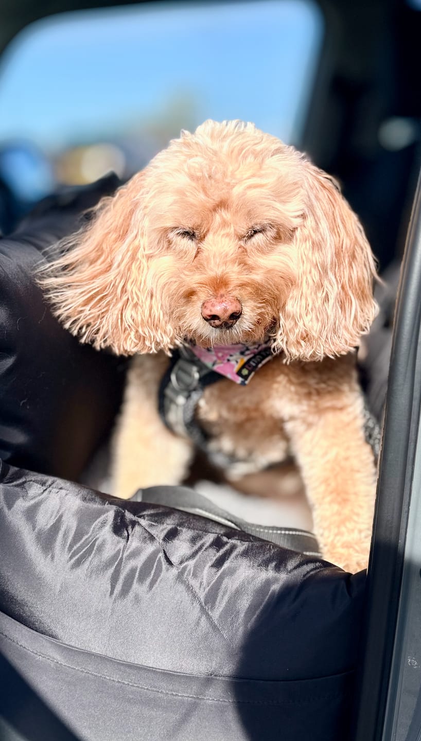 Customer photo review of Replacement Dog Pod Cover Set - With Isofix