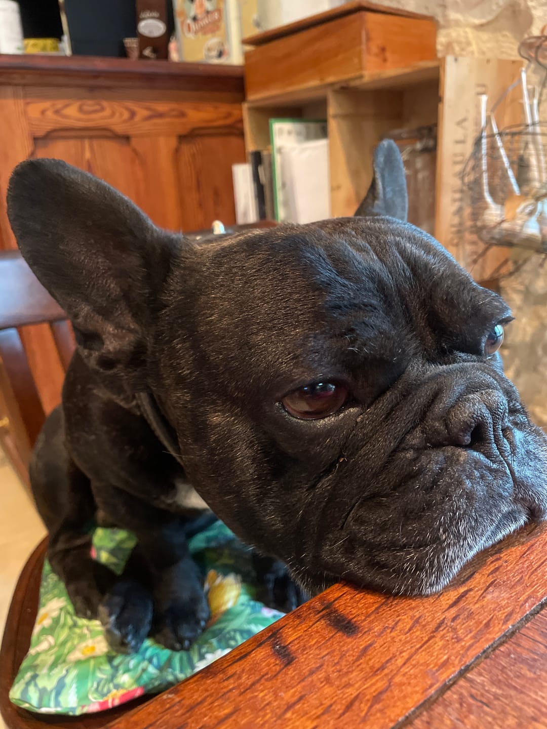 Customer photo review of Croquettes Poulet & Citrouille - Chien Moyenne & Grande race
