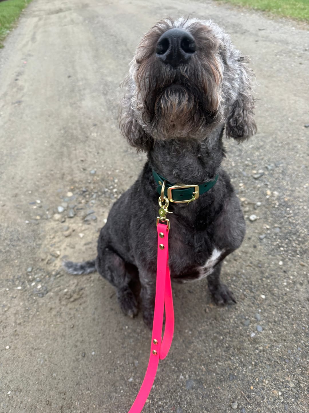 Customer photo review of Waterproof Quick Release Buckle Dog Collar | Built with BioThane®