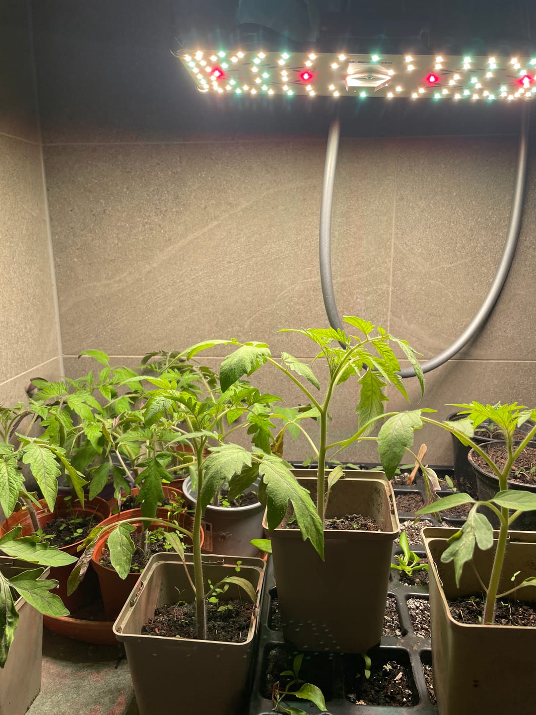 Customer photo review of Pflanzenlampe von Wurzelwerk & CreScience