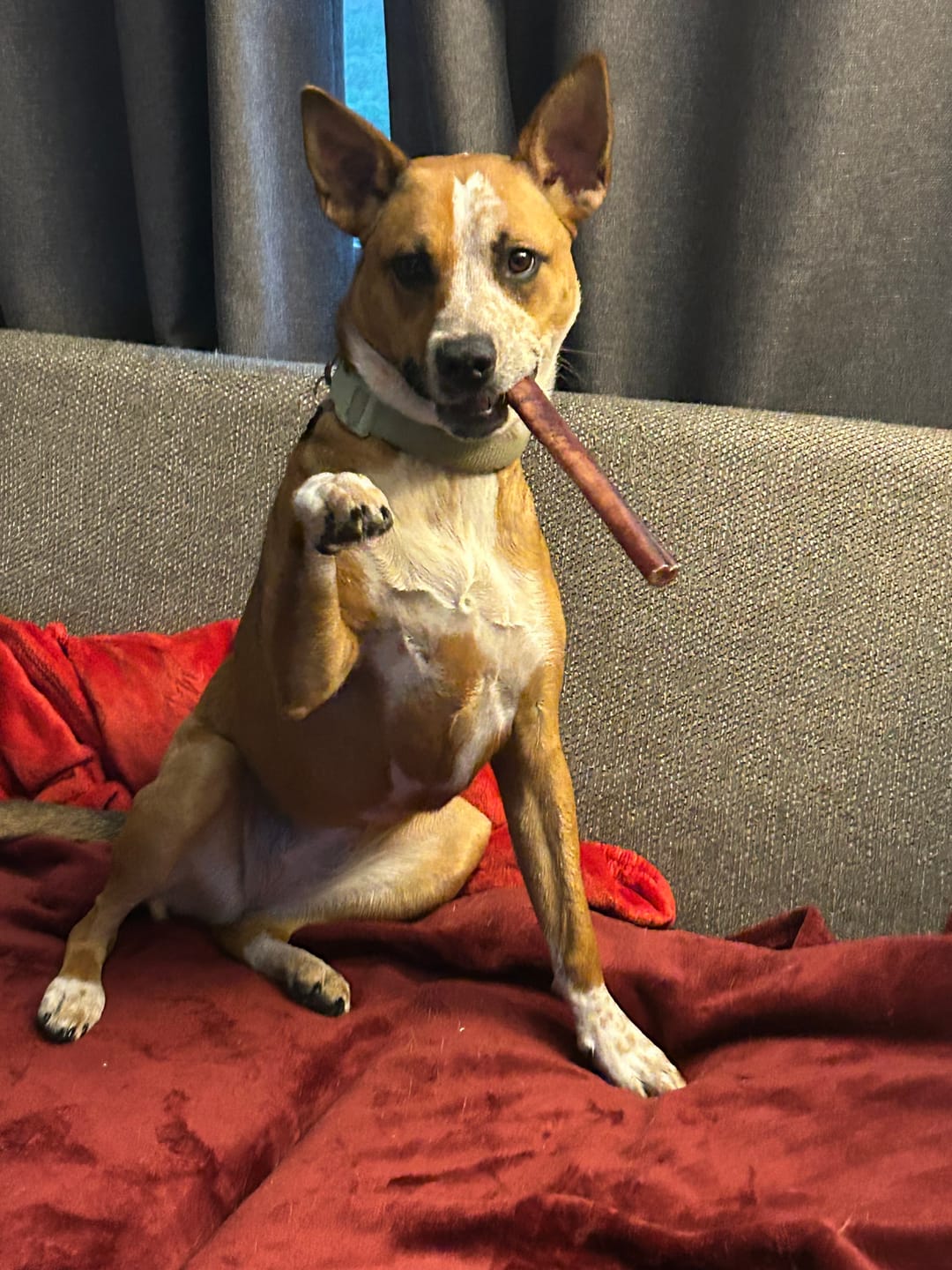 Customer photo review of 12 Inch Jumbo Bully Stick