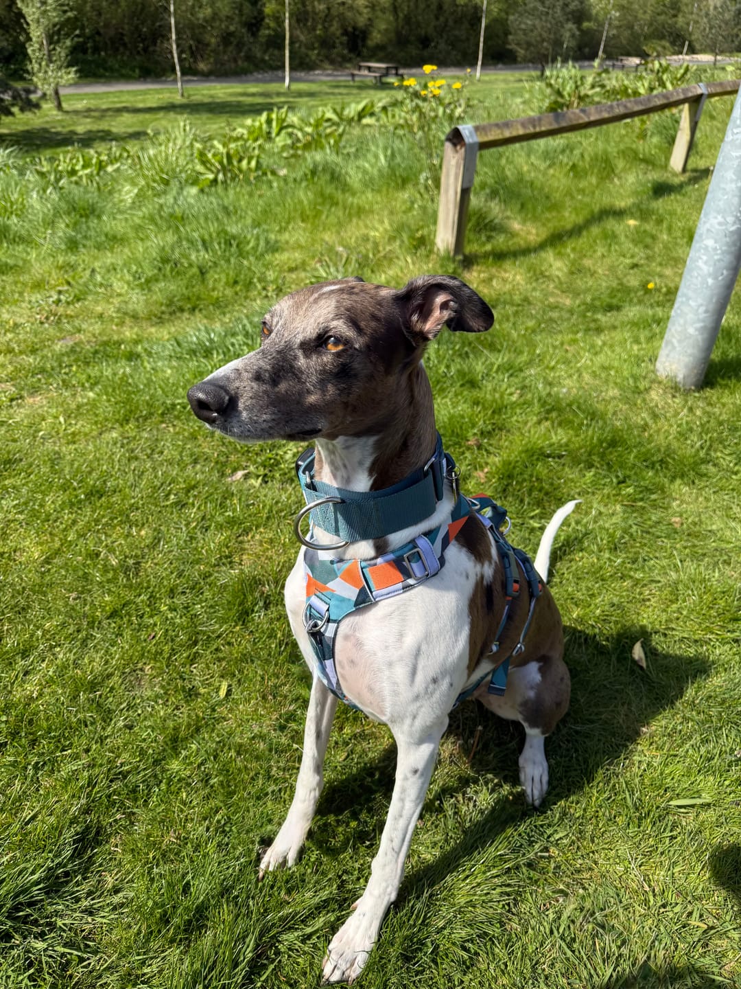 Customer photo review of Scramble Harness