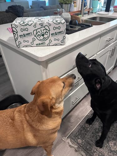 Customer's two eager dogs looking up at the box containing their Pig Ears on a kitchen counter.
