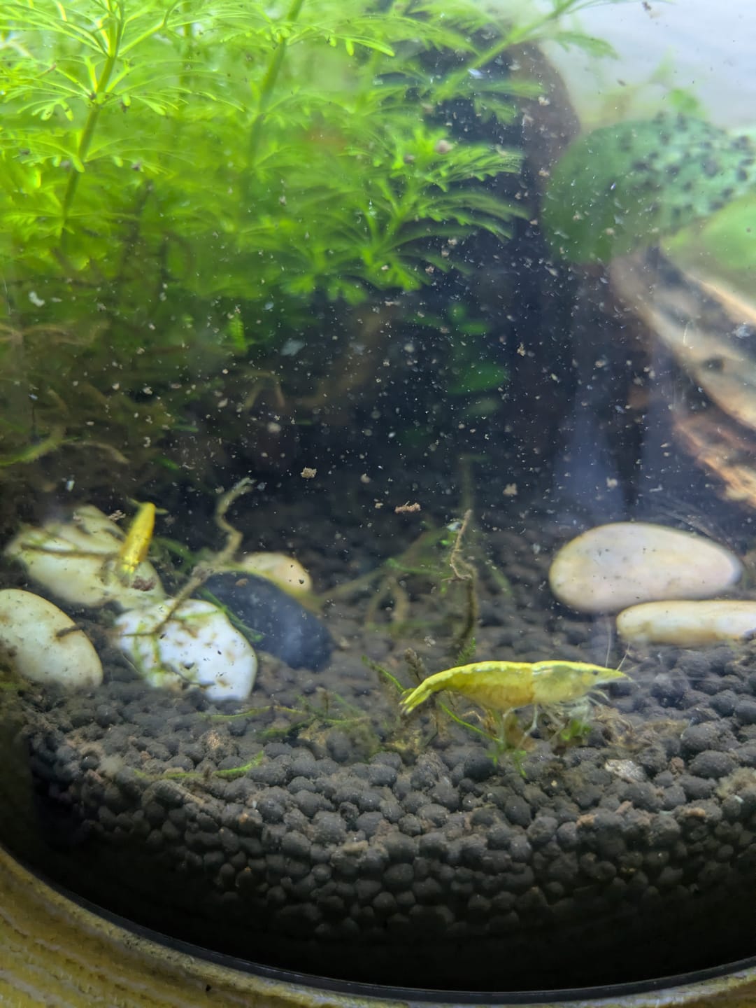 Customer photo review of Neon Yellow Shrimp "NEW"