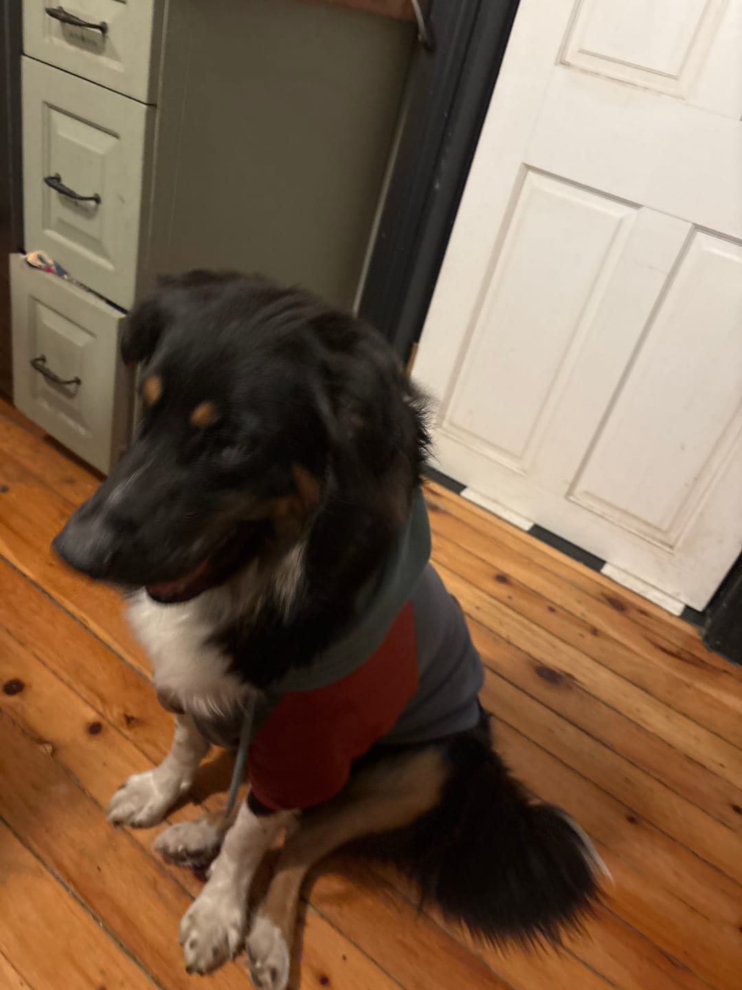 Customer photo review of Alpine Dog Hoodie