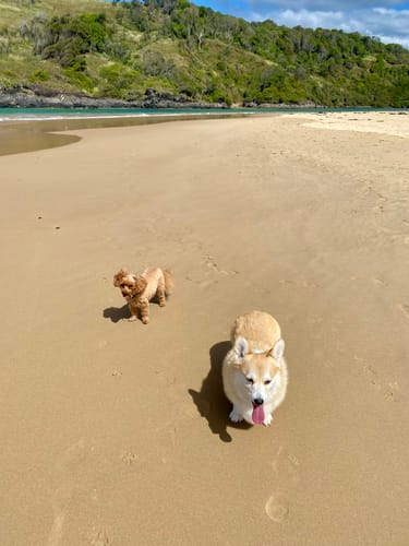Customer photo review of Marine Vitality Mussel Powder For Dogs - 150g