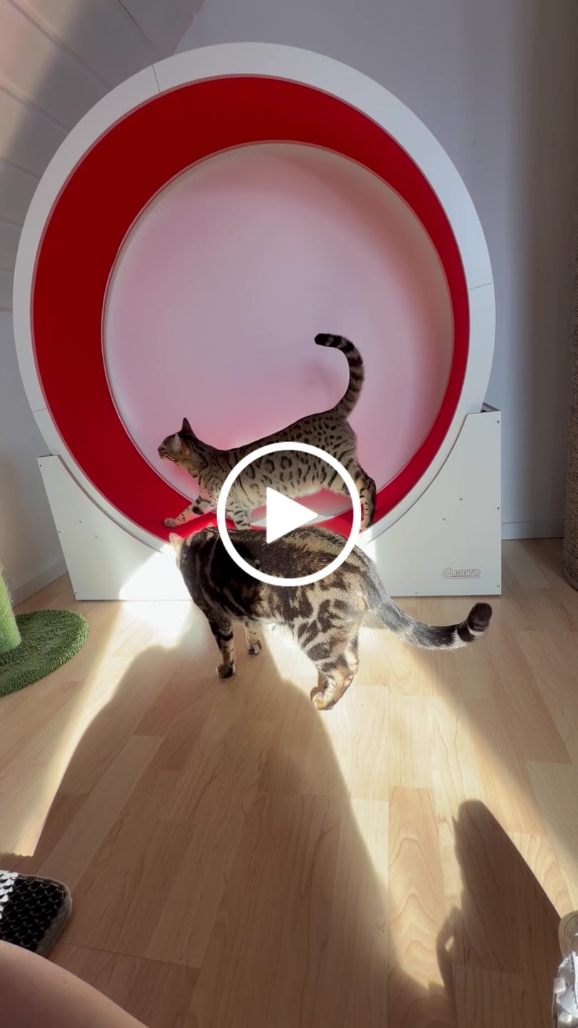Customer video review of Sofort verfügbare Katzenlaufräder von ELMATO
