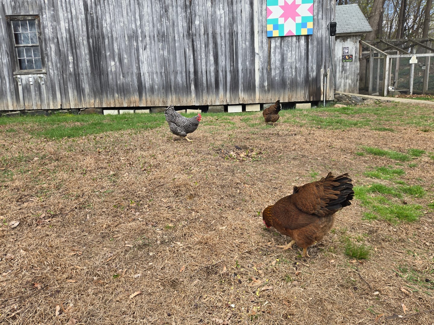 Customer photo review of Nesting Herbs - Natural Support for Clean Coops & Healthy Hens