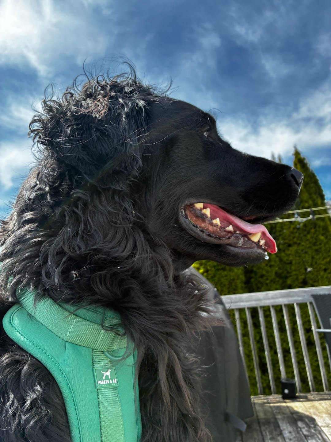Customer photo review of Solace Adjustable Dog Harness