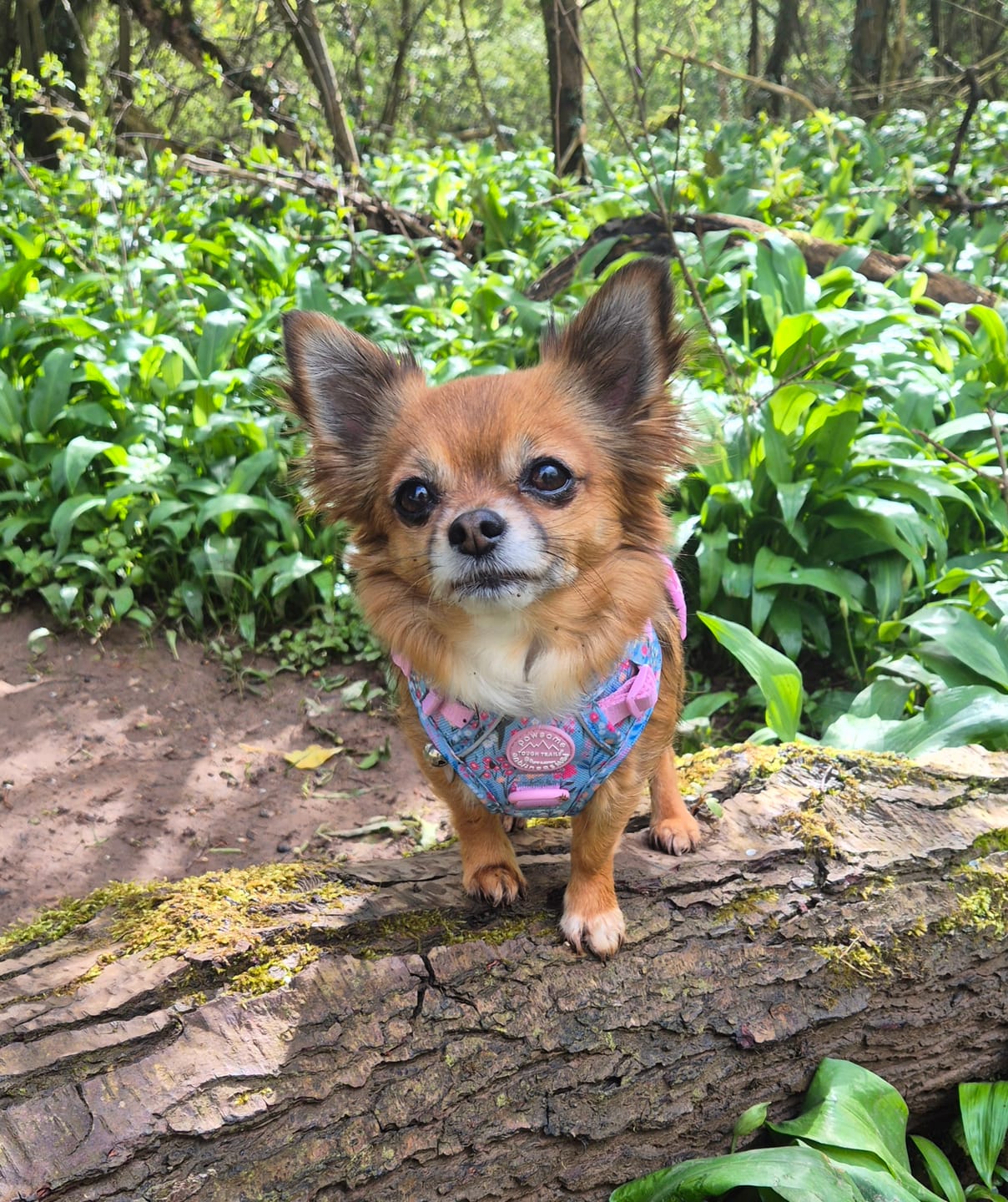 Customer photo review of Tough Trails™ Harness -  Whimsical Wildflowers