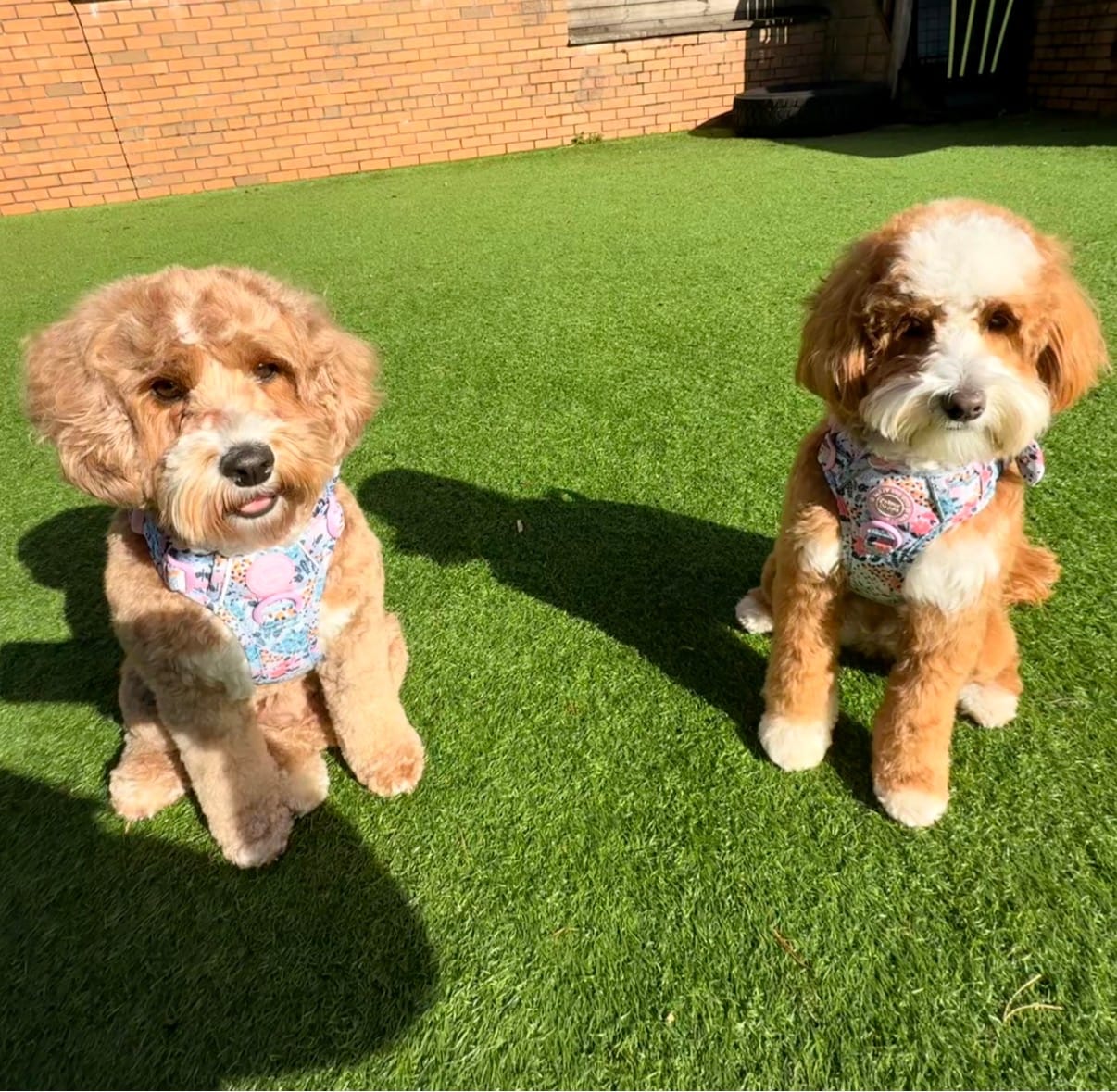 Customer photo review of Trail & Glow Adjustable Collar - Colour Drops - Spring Dreams