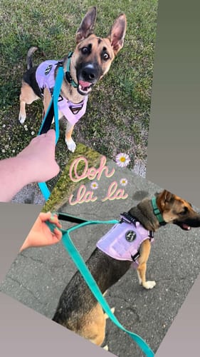 Customer's happy dog wearing the light purple Tactical No-Pull Team K9™ Dog Harness in a two-photo collage.