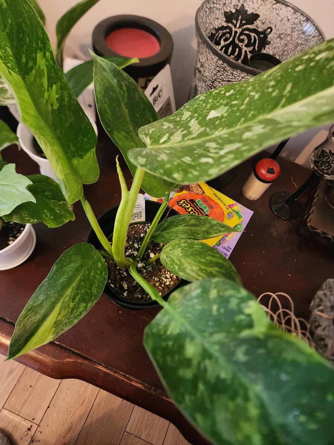 Customer photo review of Philodendron 'Jose Buono'