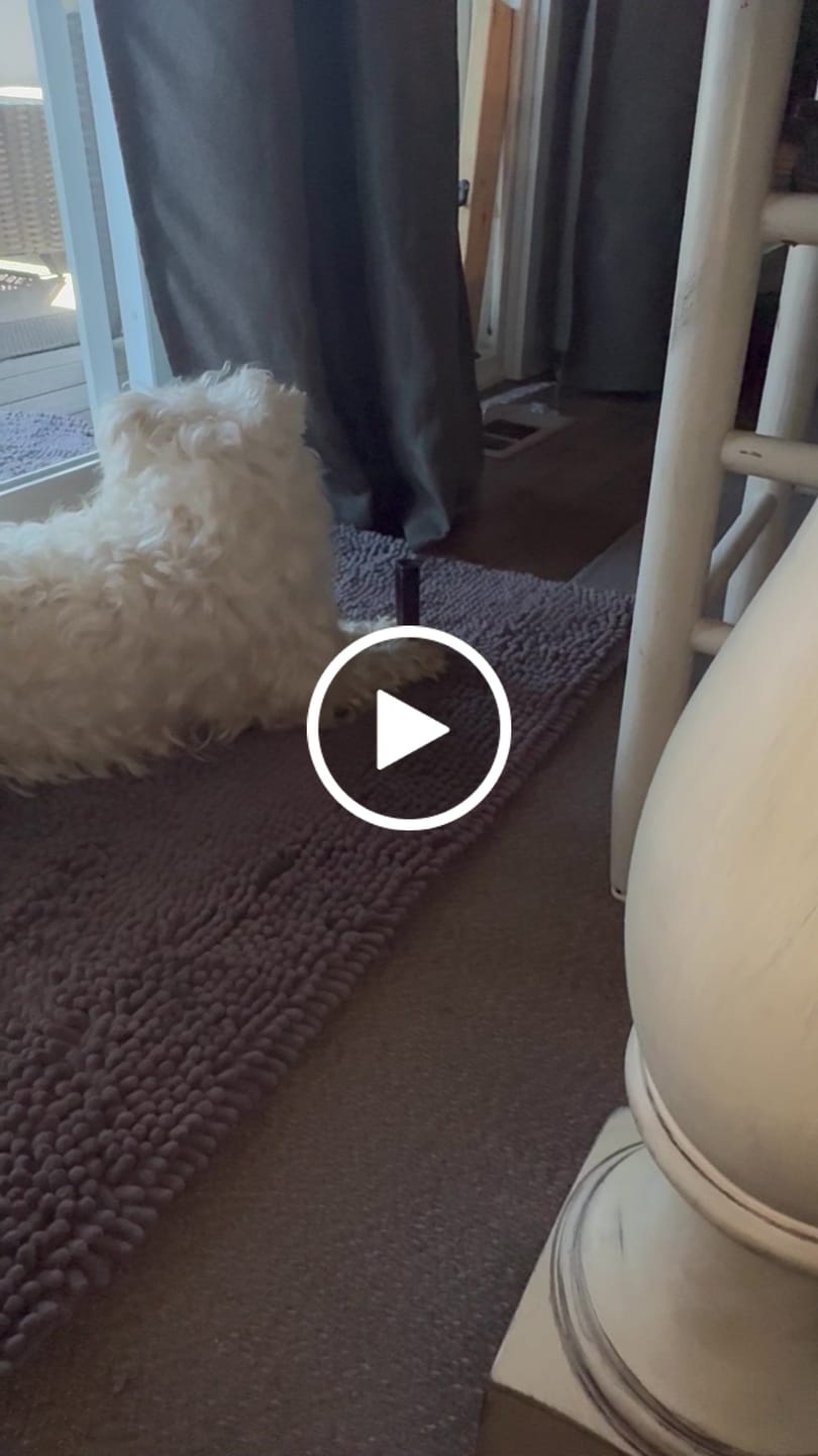 Customer video review of Blueberry Yak Chews