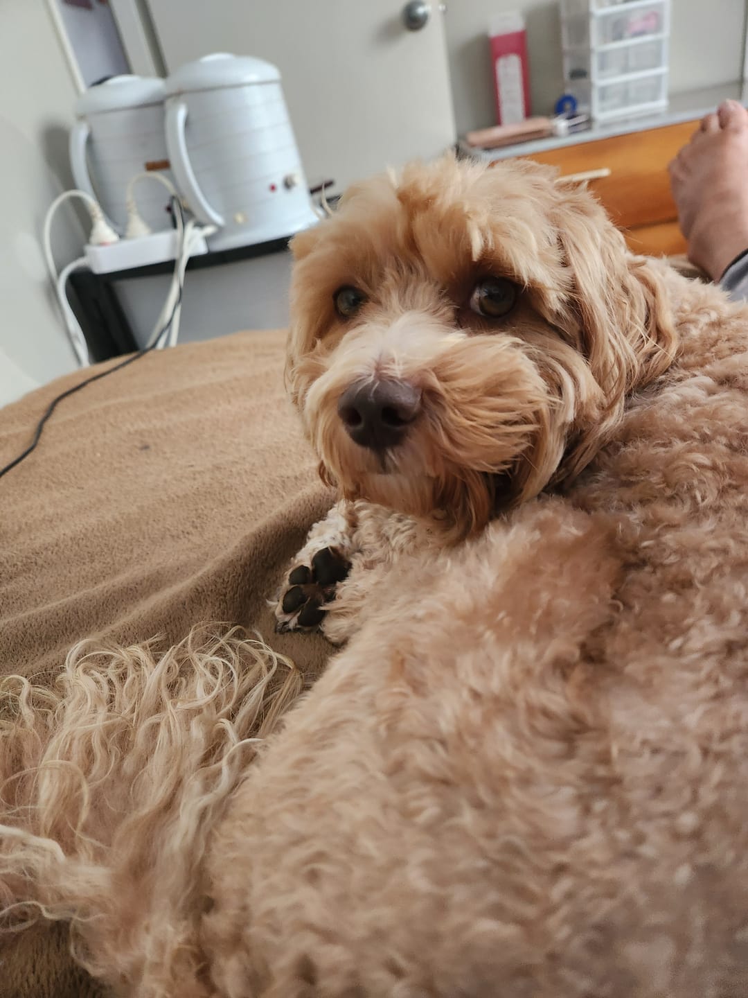 Customer photo review of GroomMate Pet Grooming Kit