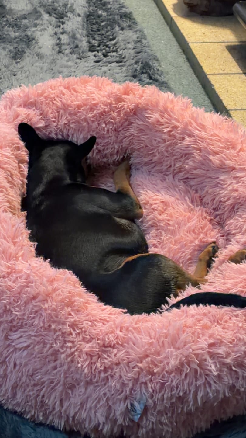 Customer photo review of Brooklyn® Deep Sleep Pet Bed