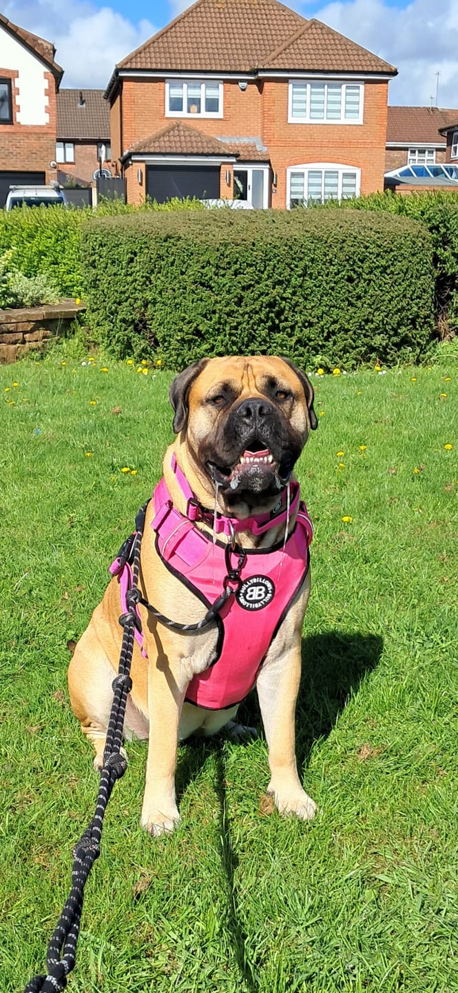 Customer photo review of Comfort Premium Harness | Non Restrictive - Magenta