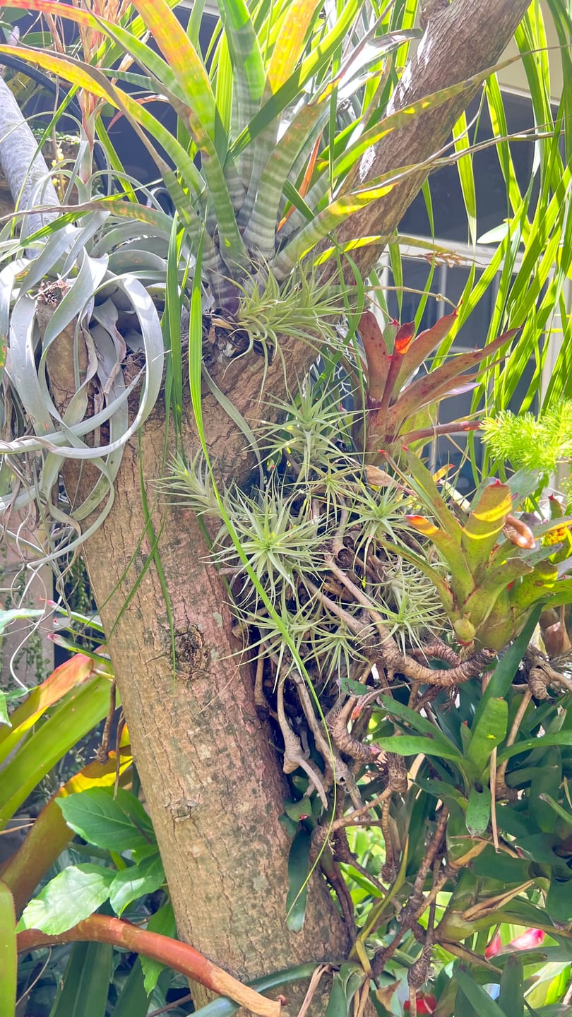 Customer photo review of Air Plant Mystery Box - Curated Tillandsia Collection | 5 Tiers Available