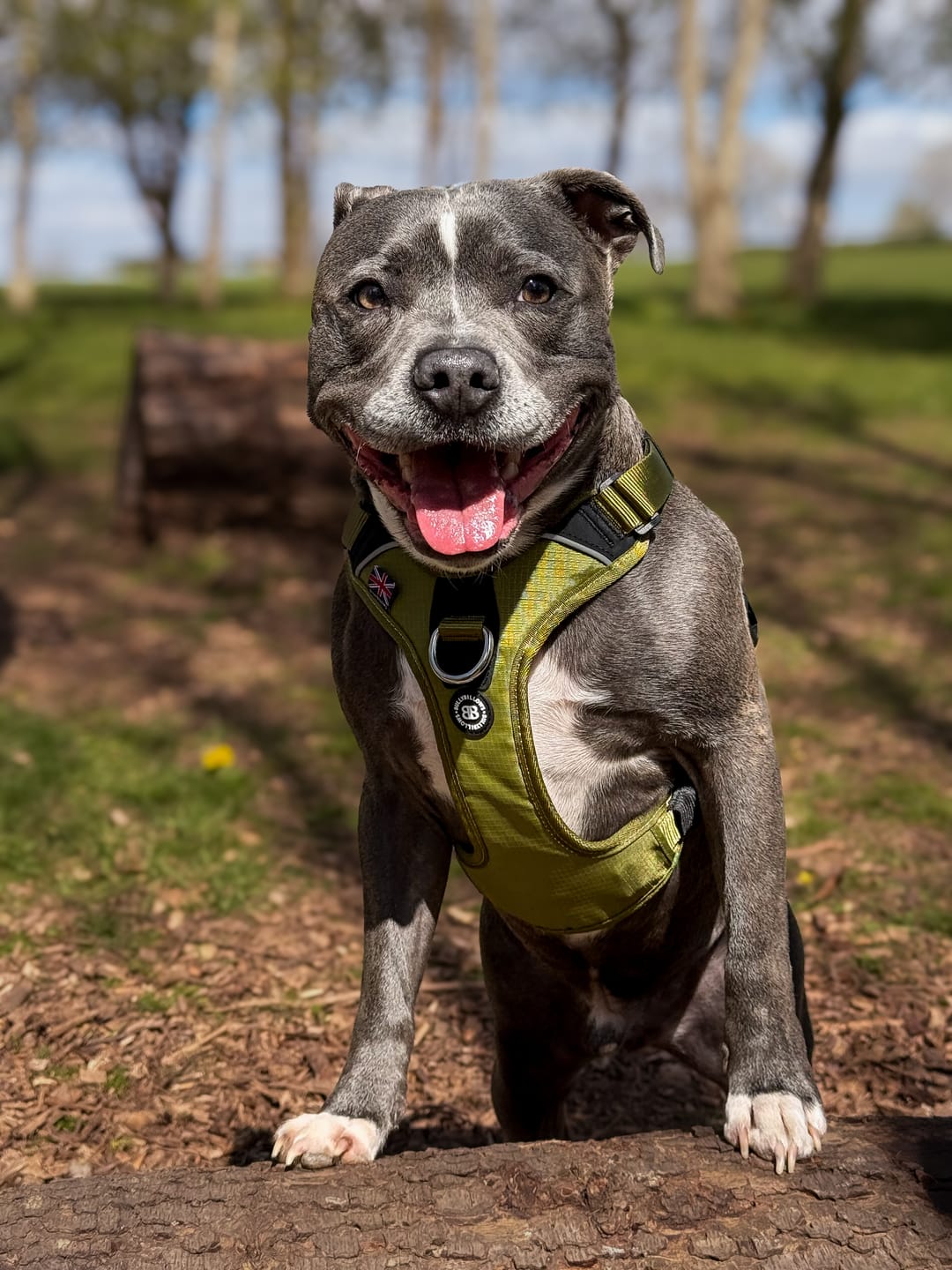 Customer photo review of Anti Pull Hurricane Harness Lighter | With Handle - Olive Green