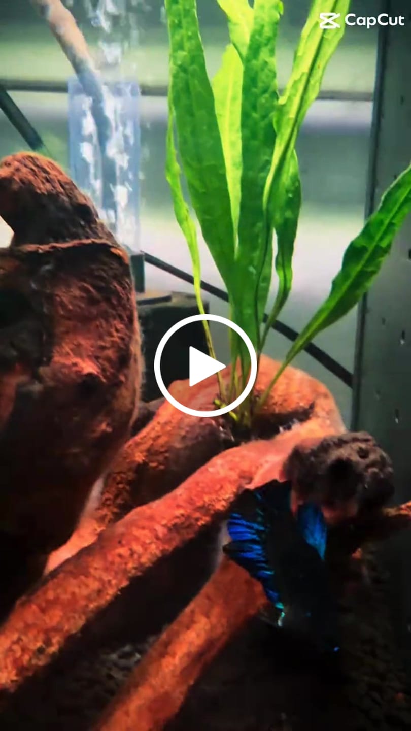 Customer video review of RARE Blue Star Galaxy Koi Plakat Betta Fish (Male)