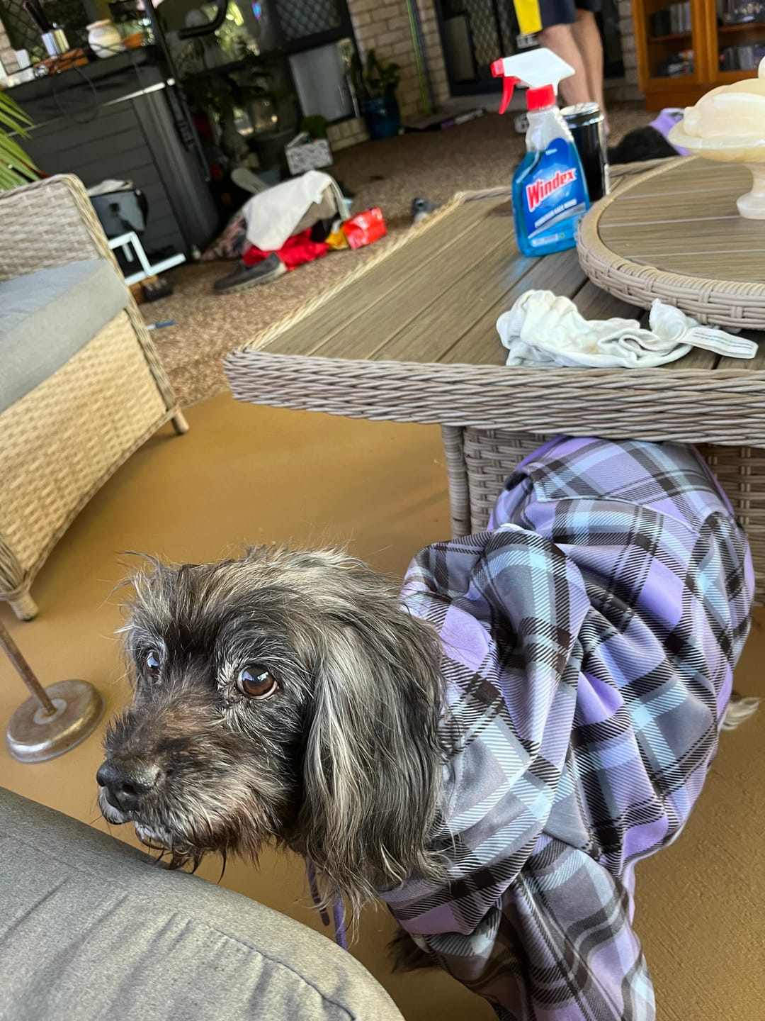 Customer photo review of Purple Plaid Dog Hoodie