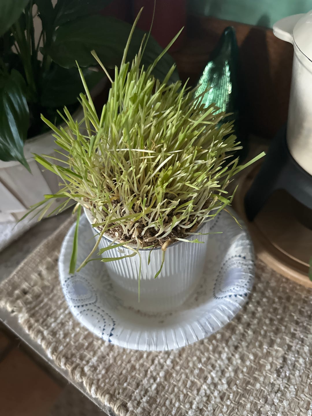 Customer photo review of Michu All-in-One Soil-Free Cat Grass Grow Kit - Made In USA