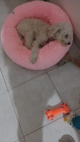 Cliente muestra a su perro pequeño blanco descansando en la Cama Antiestrés para Perros rosa y redonda.