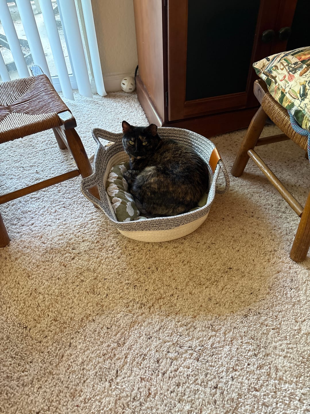 Customer photo review of Instinct Mat | The Scratching Mat Her Biology Actually Recognizes (NEW)