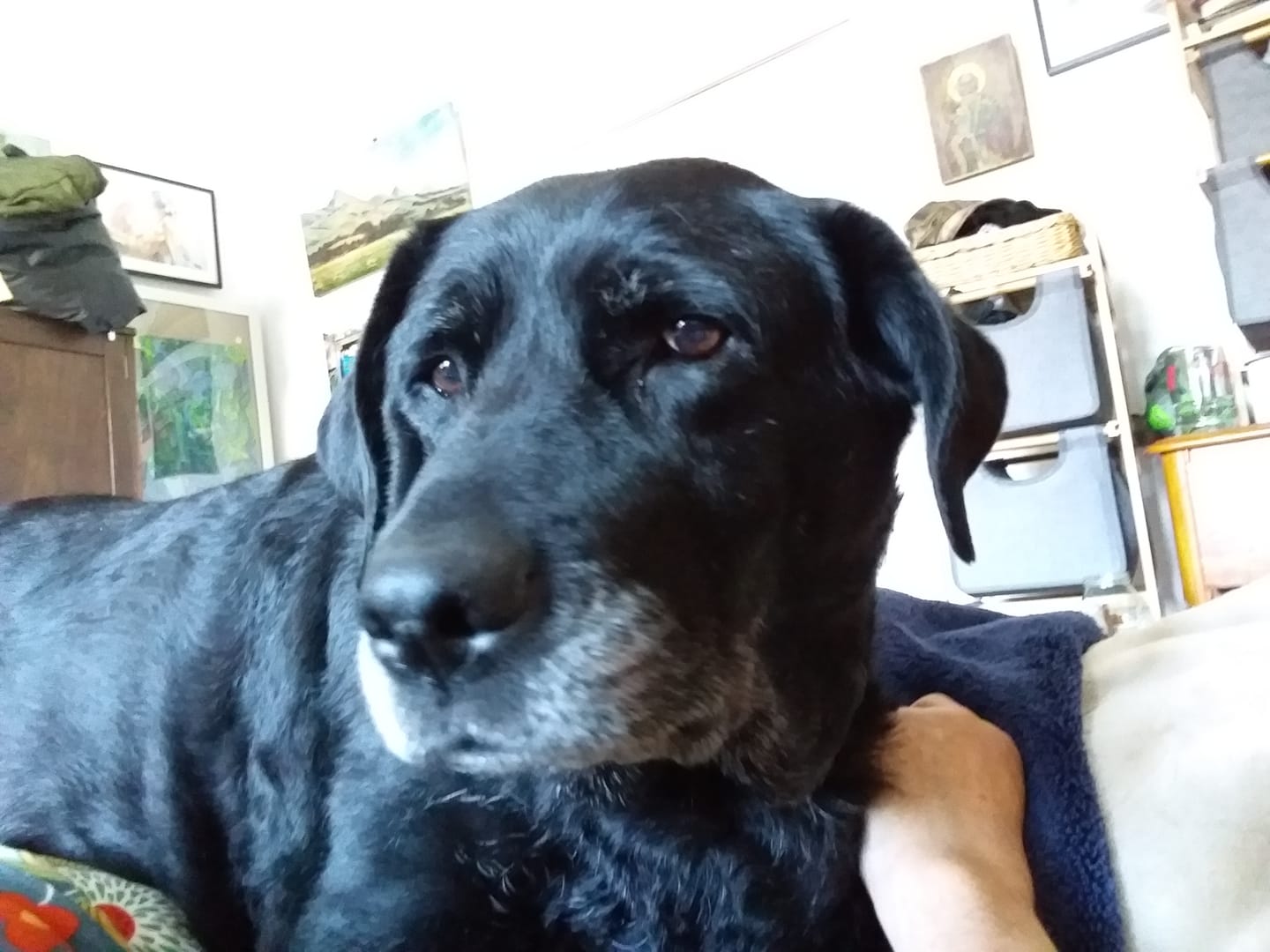 Customer photo review of 4CYTE Canine Epiitalis Forte for Dogs